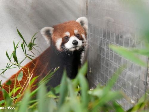 萌力升級！上海小貓熊新夥伴抵臺，臺北動物園迎來保育新希望